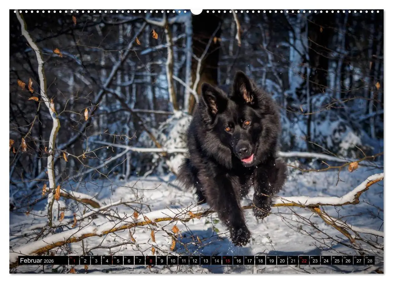 Bild: 9783516029932 | Schwarz ist schön! Der lackschwarze altdeutsche Schäferhund...