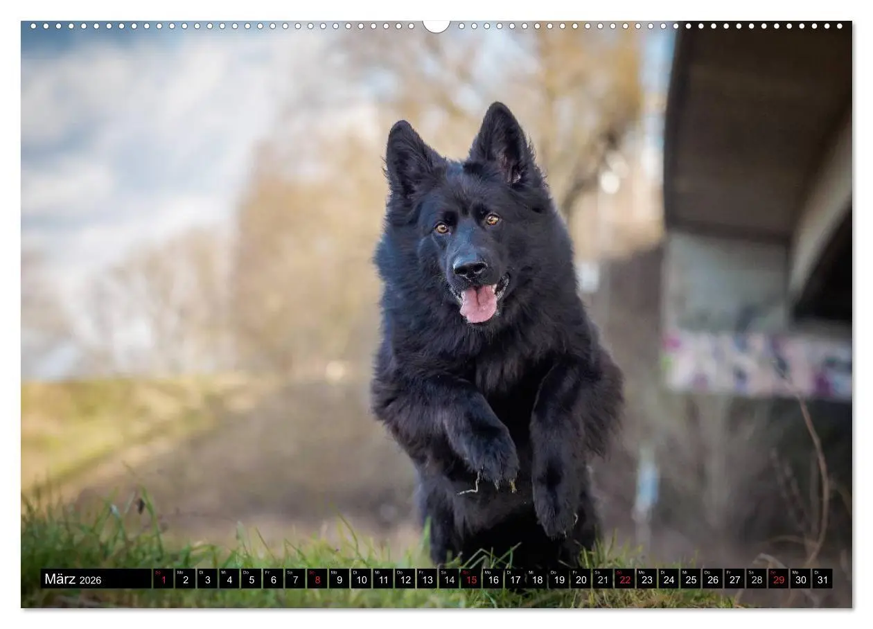 Bild: 9783516029932 | Schwarz ist schön! Der lackschwarze altdeutsche Schäferhund...
