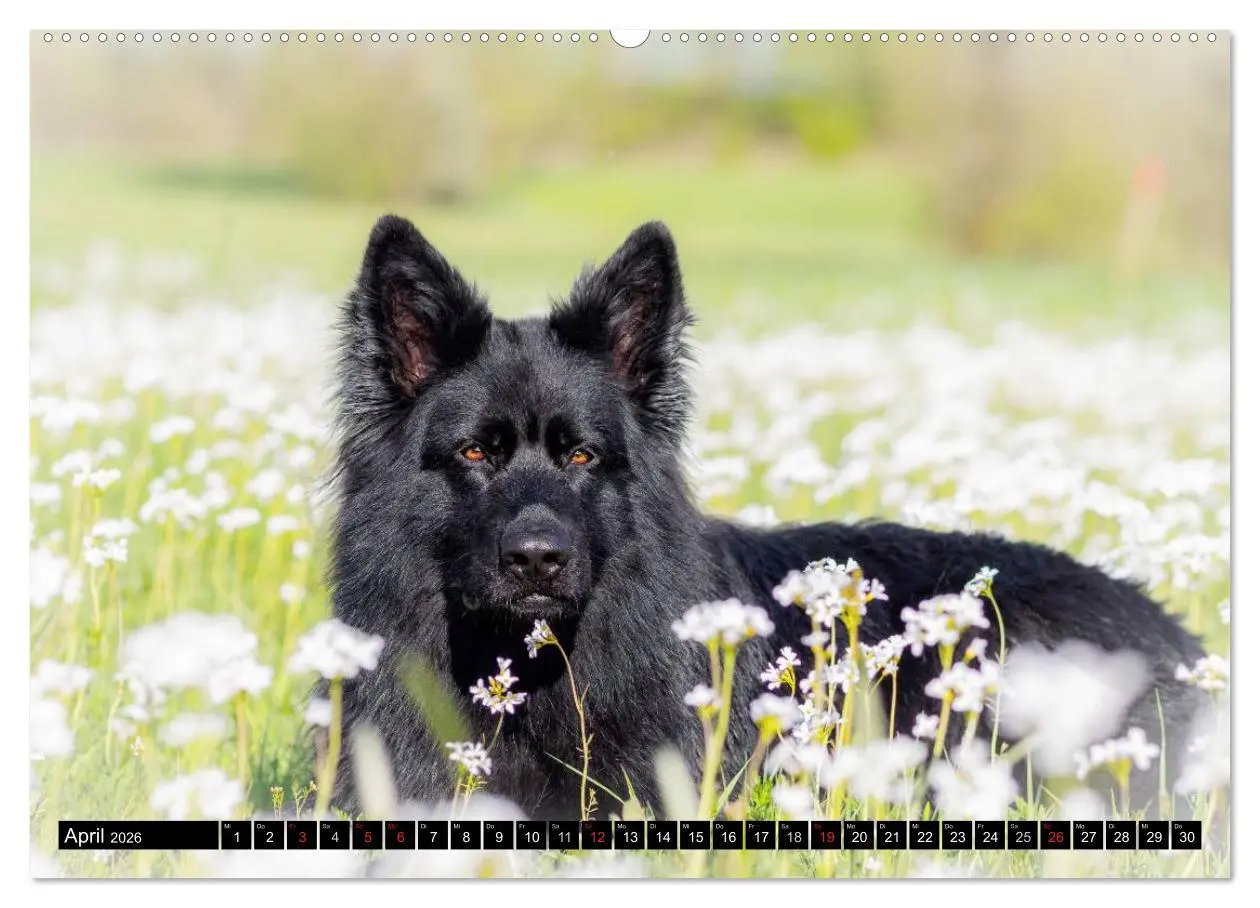 Bild: 9783516029932 | Schwarz ist schön! Der lackschwarze altdeutsche Schäferhund...