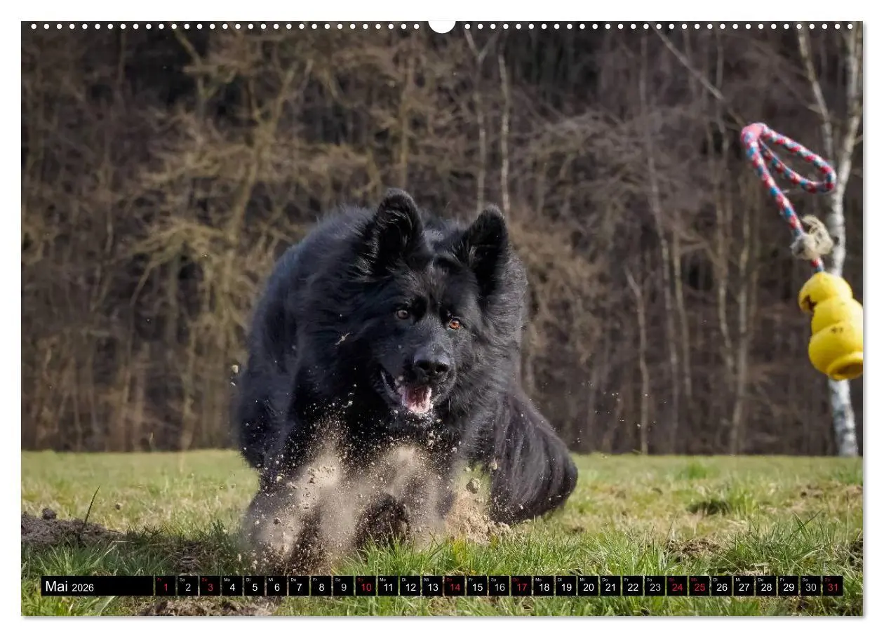Bild: 9783516029932 | Schwarz ist schön! Der lackschwarze altdeutsche Schäferhund...