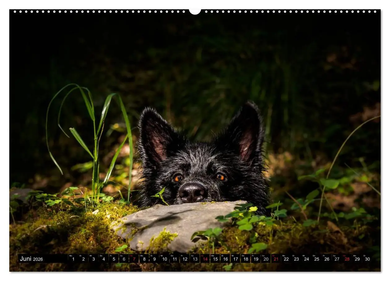Bild: 9783516029932 | Schwarz ist schön! Der lackschwarze altdeutsche Schäferhund...