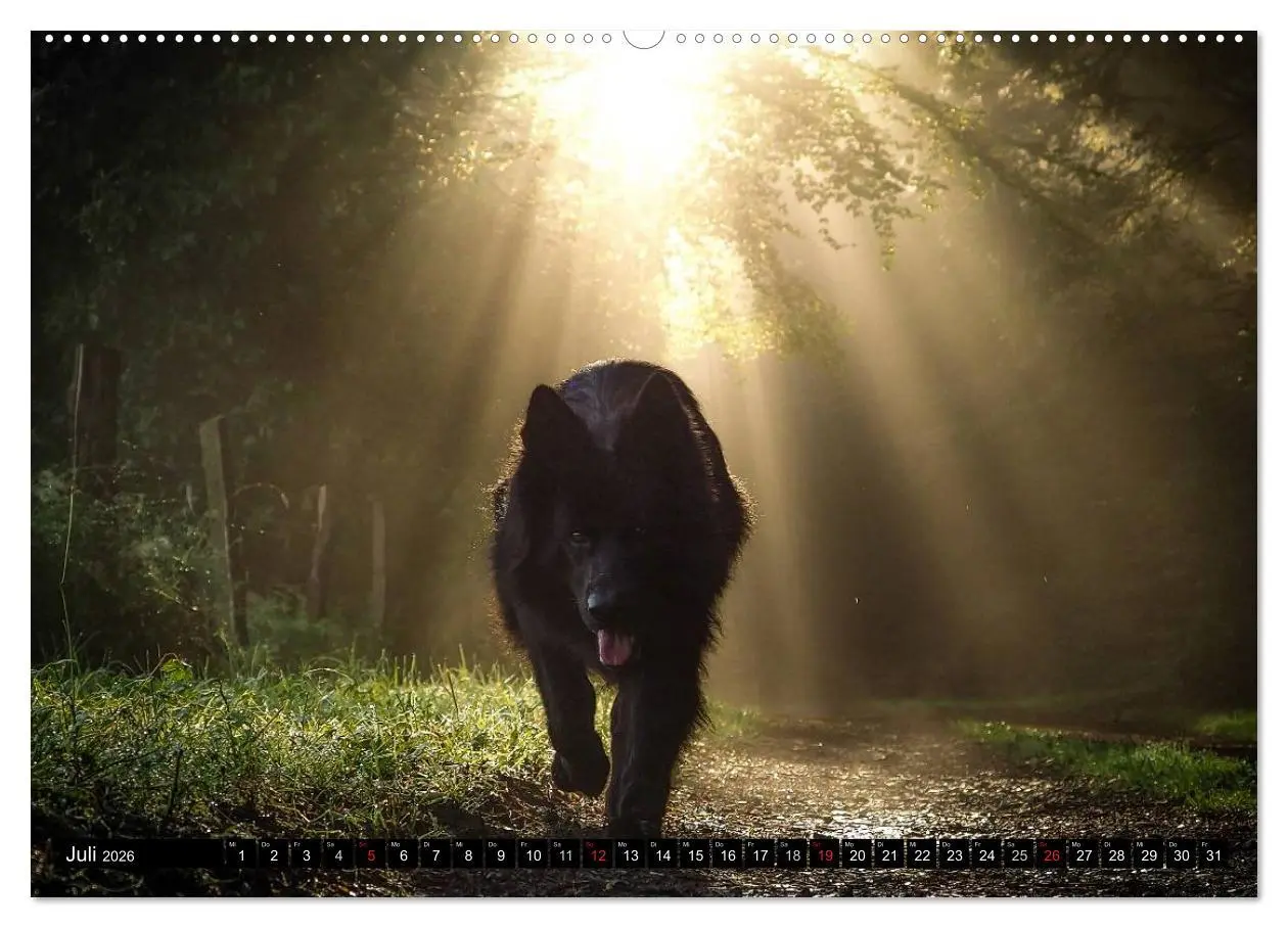 Bild: 9783516029932 | Schwarz ist schön! Der lackschwarze altdeutsche Schäferhund...