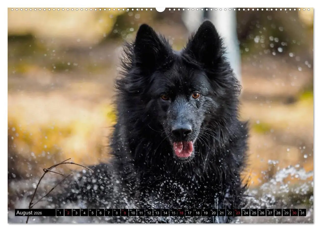 Bild: 9783516029932 | Schwarz ist schön! Der lackschwarze altdeutsche Schäferhund...
