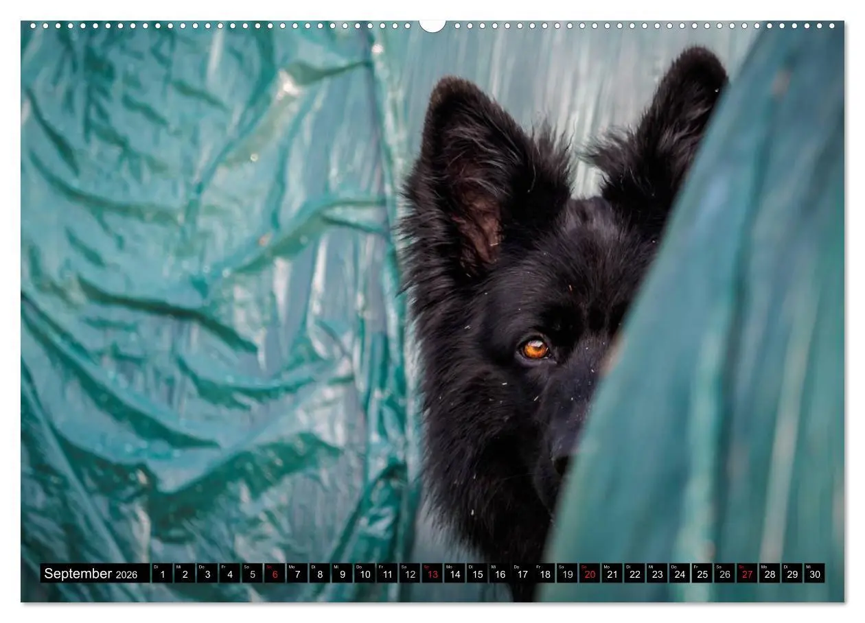 Bild: 9783516029932 | Schwarz ist schön! Der lackschwarze altdeutsche Schäferhund...