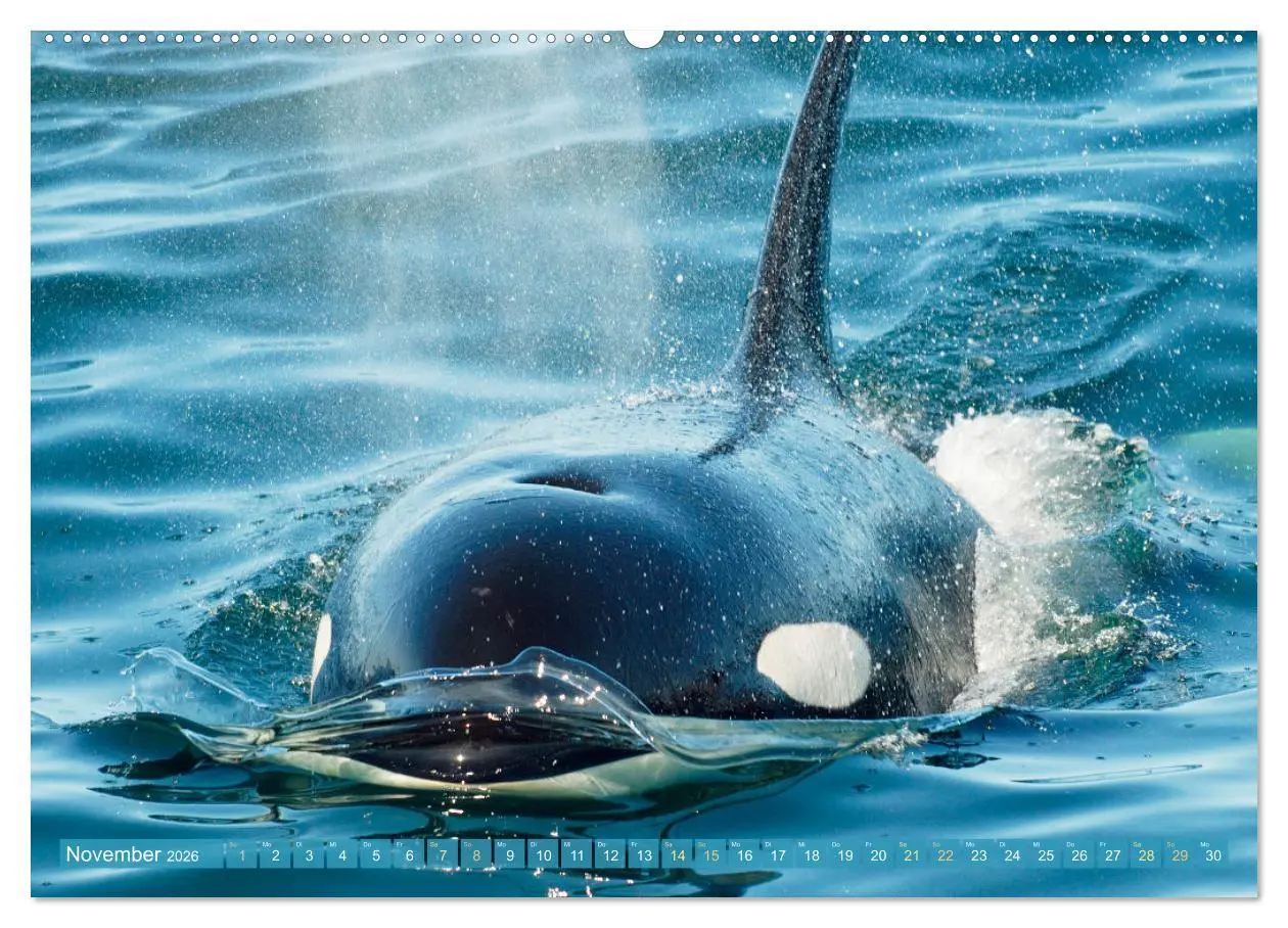 Bild: 9783457290033 | Orcas: Schwarz-weiße Giganten (hochwertiger Premium Wandkalender...