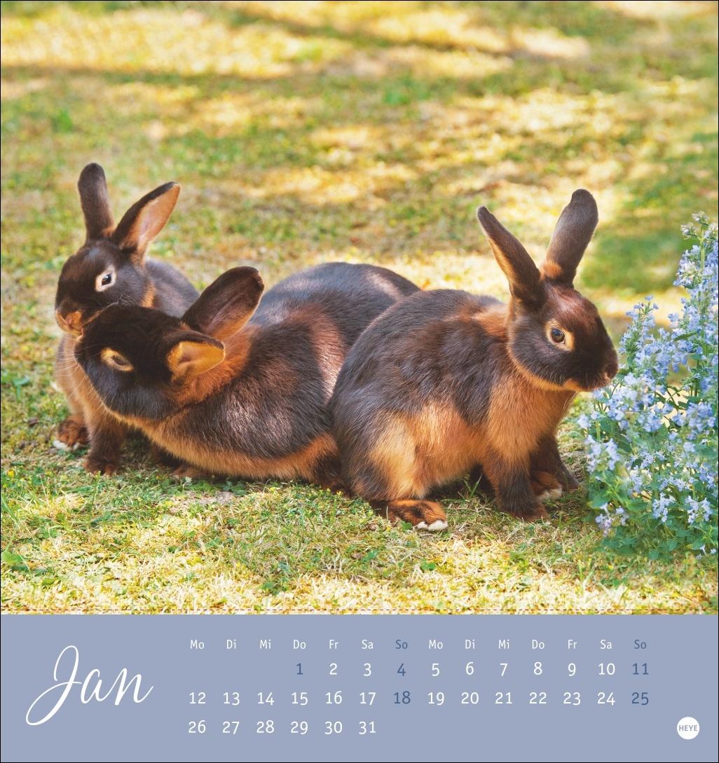 Bild: 9783756410033 | Süße Kaninchen Postkartenkalender 2026 | Monika Wegler | Kalender