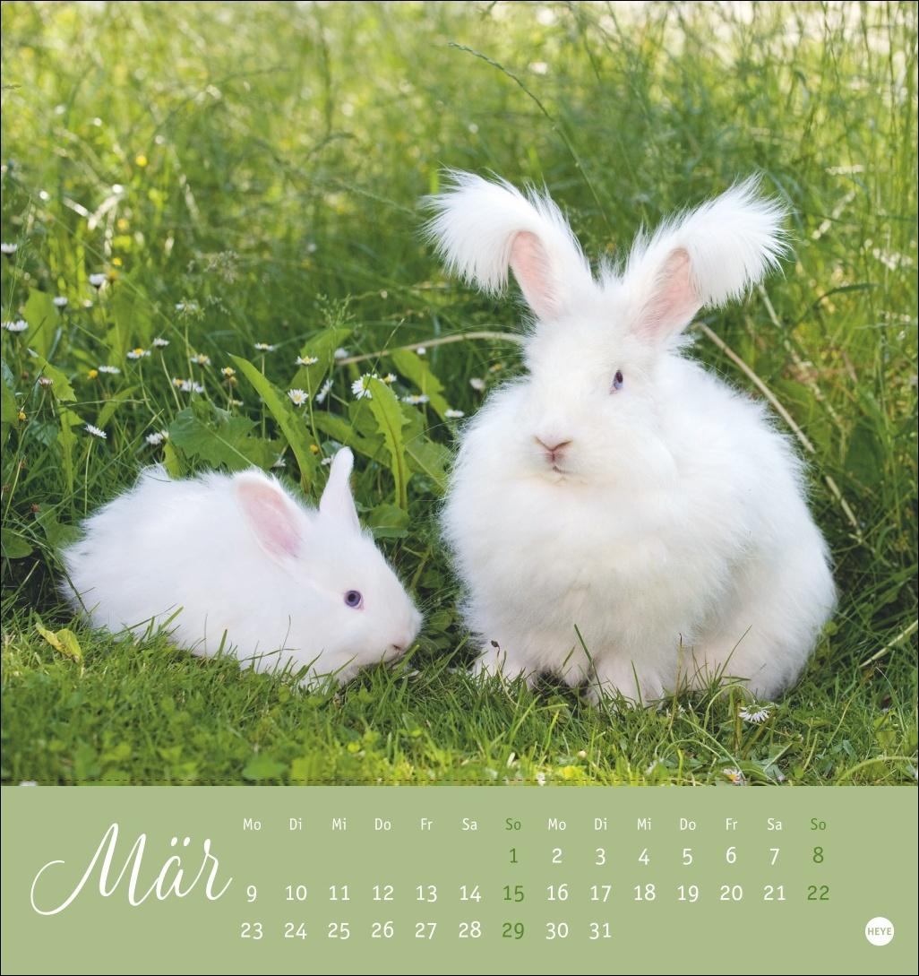 Bild: 9783756410033 | Süße Kaninchen Postkartenkalender 2026 | Monika Wegler | Kalender