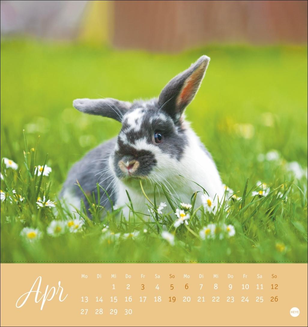 Bild: 9783756410033 | Süße Kaninchen Postkartenkalender 2026 | Monika Wegler | Kalender