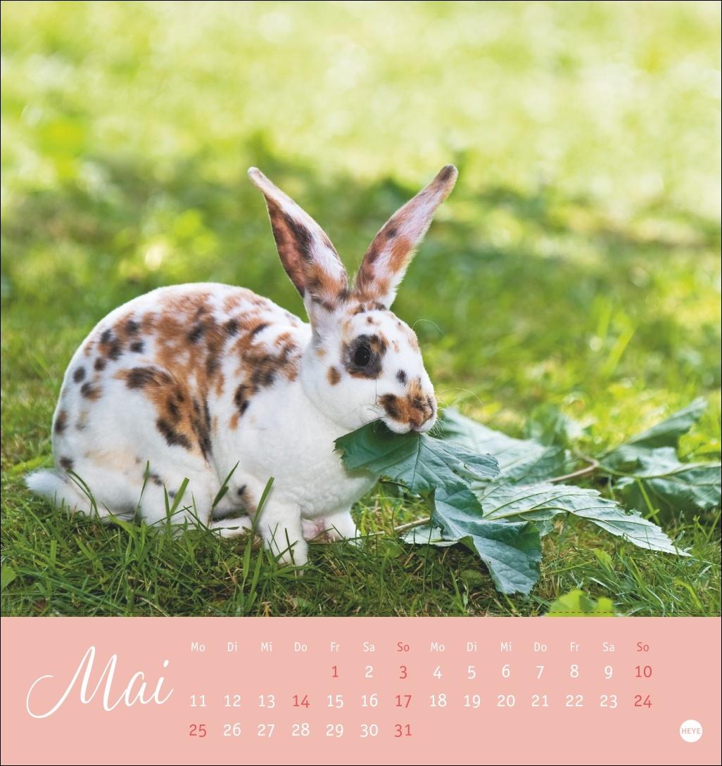 Bild: 9783756410033 | Süße Kaninchen Postkartenkalender 2026 | Monika Wegler | Kalender