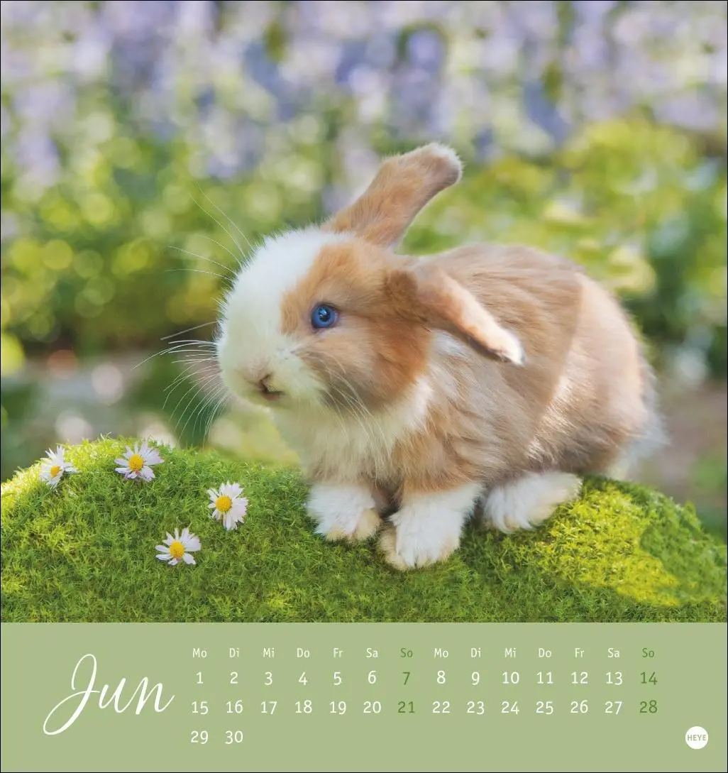 Bild: 9783756410033 | Süße Kaninchen Postkartenkalender 2026 | Monika Wegler | Kalender