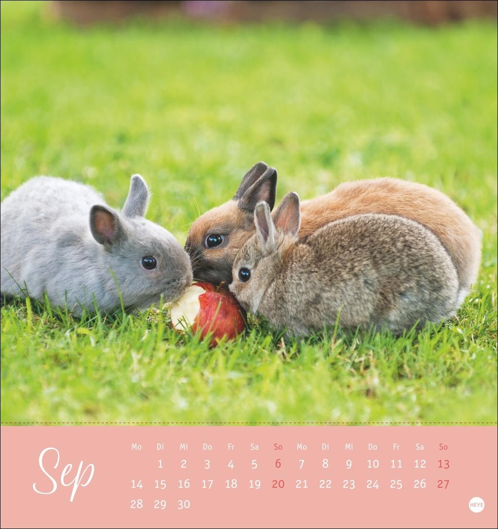 Bild: 9783756410033 | Süße Kaninchen Postkartenkalender 2026 | Monika Wegler | Kalender