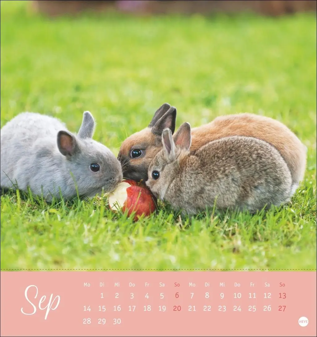 Bild: 9783756410033 | Süße Kaninchen Postkartenkalender 2026 | Monika Wegler | Kalender
