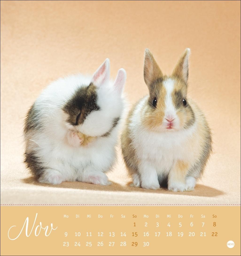 Bild: 9783756410033 | Süße Kaninchen Postkartenkalender 2026 | Monika Wegler | Kalender