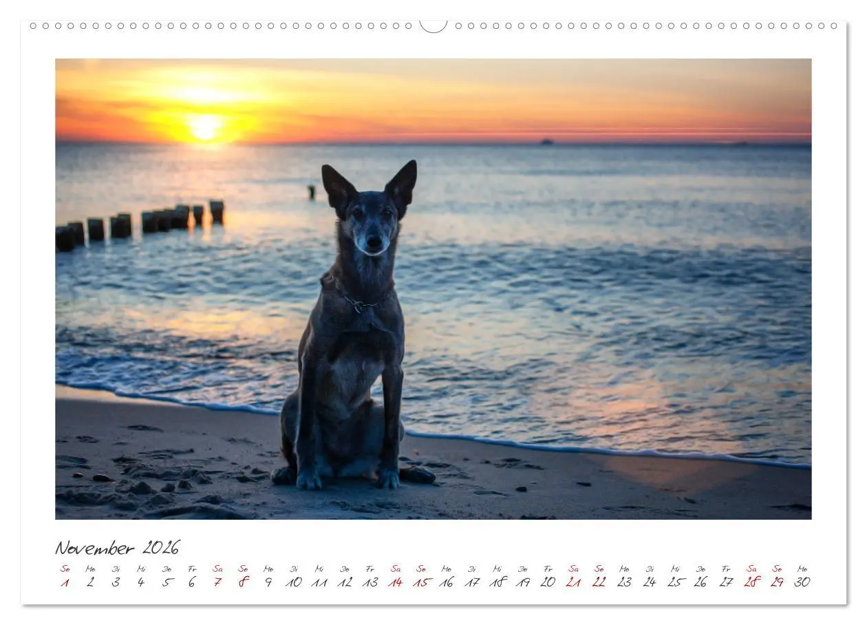 Bild: 9783457280133 | Mit dem Malinois durch das Jahr (hochwertiger Premium Wandkalender...