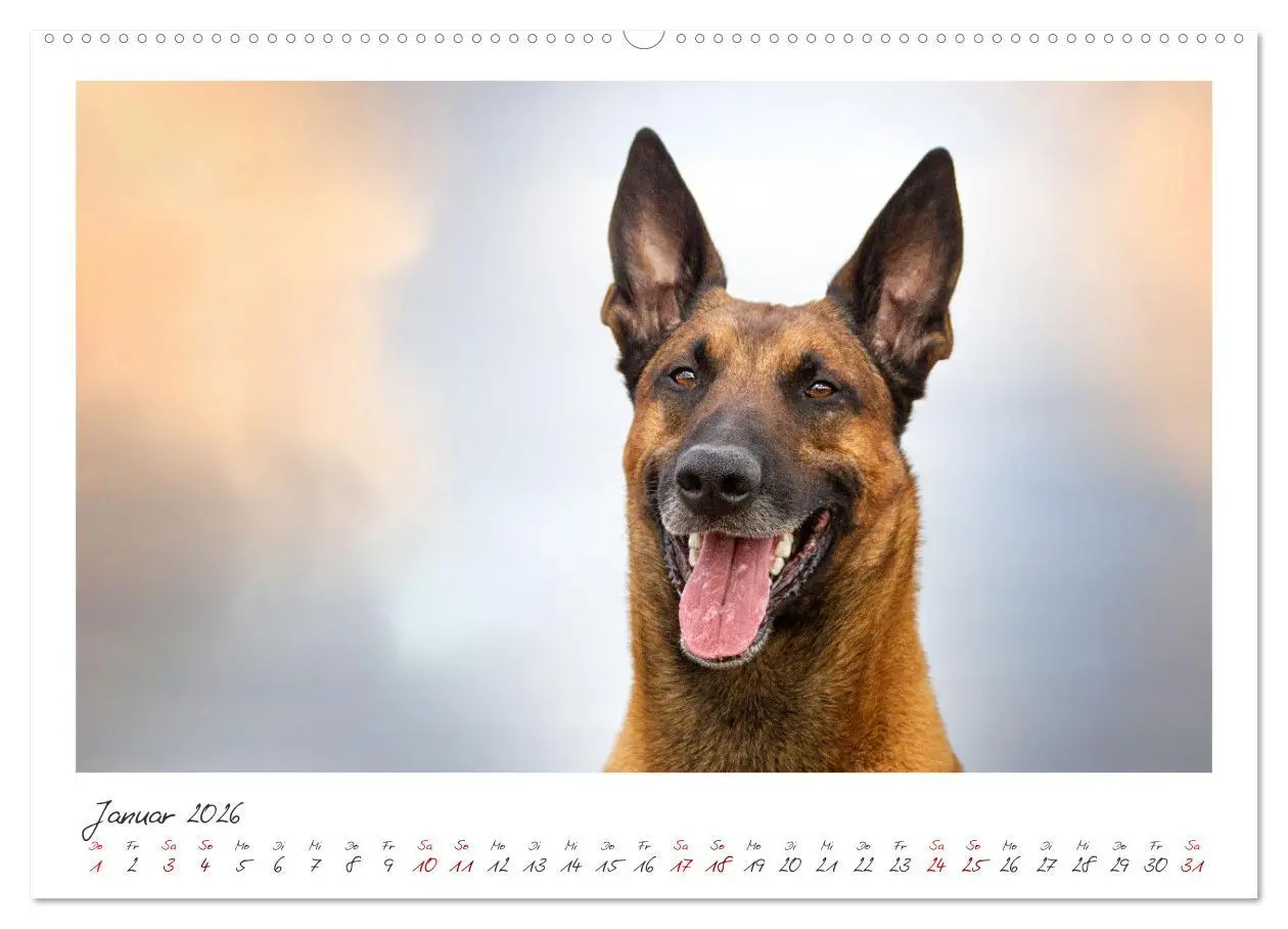 Bild: 9783457280133 | Mit dem Malinois durch das Jahr (hochwertiger Premium Wandkalender...