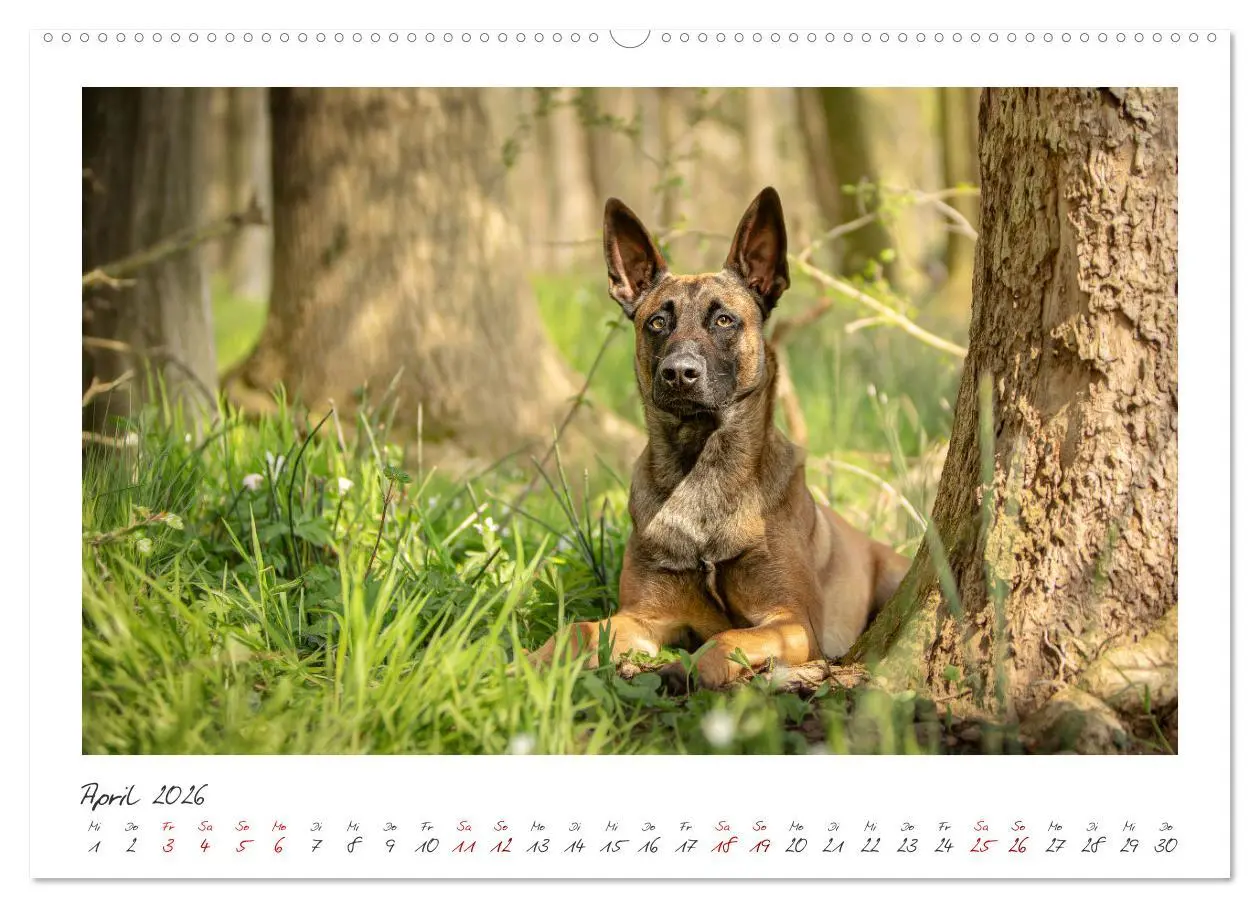 Bild: 9783457280133 | Mit dem Malinois durch das Jahr (hochwertiger Premium Wandkalender...