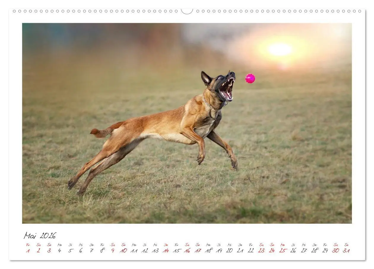 Bild: 9783457280133 | Mit dem Malinois durch das Jahr (hochwertiger Premium Wandkalender...
