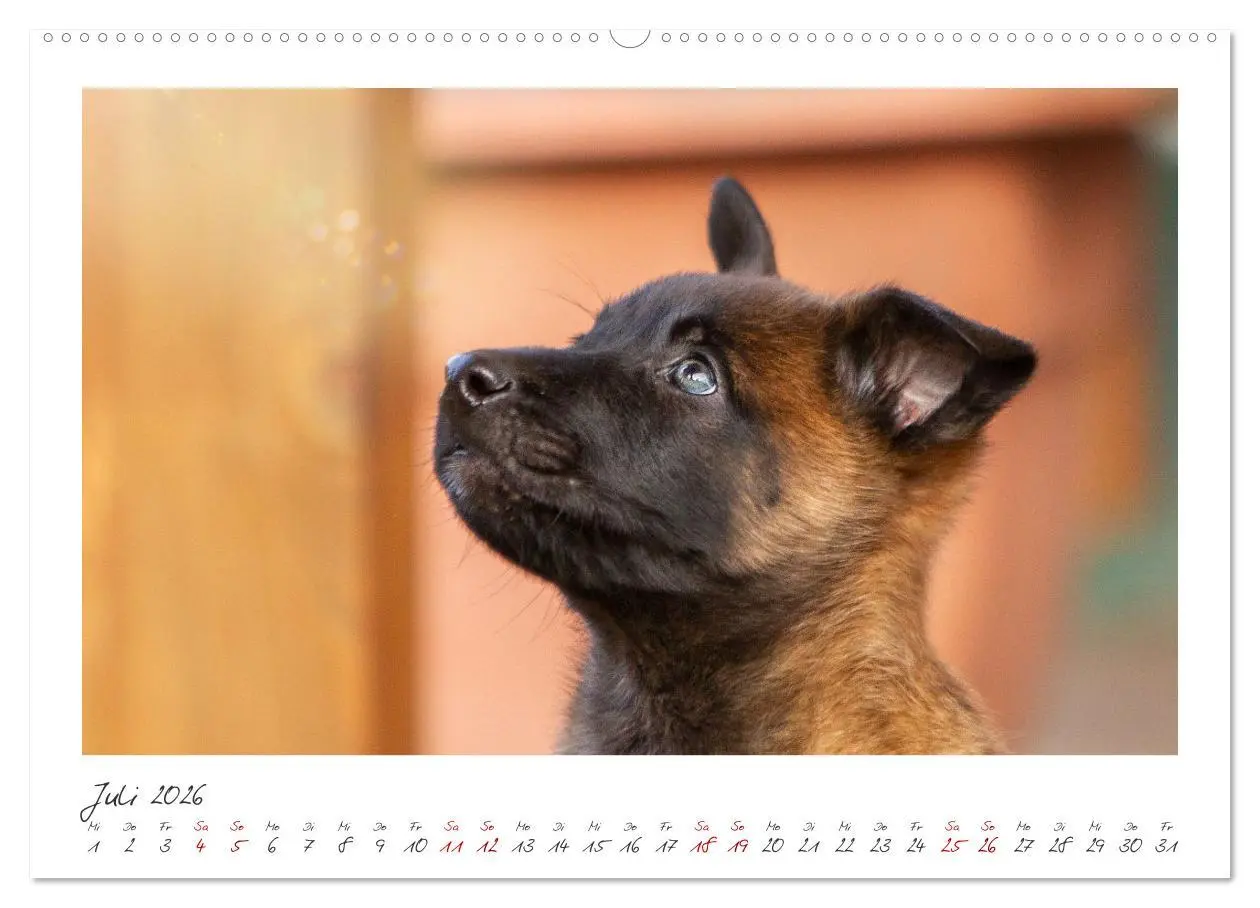 Bild: 9783457280133 | Mit dem Malinois durch das Jahr (hochwertiger Premium Wandkalender...