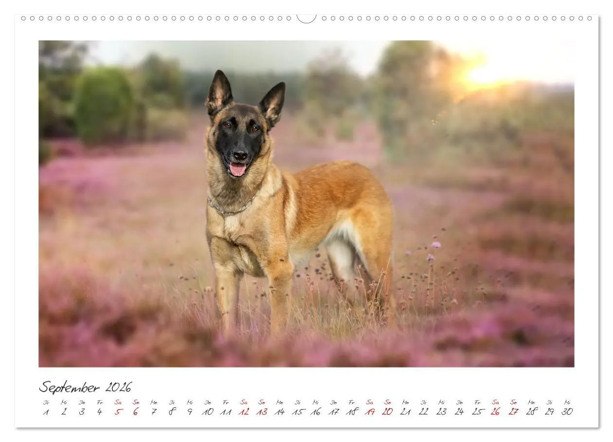 Bild: 9783457280133 | Mit dem Malinois durch das Jahr (hochwertiger Premium Wandkalender...