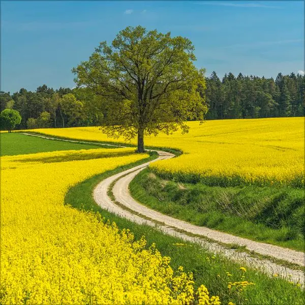 Bild: 9783731890133 | Traumwege 2026 | Verlag Korsch | Kalender | 13 S. | Deutsch | 2026