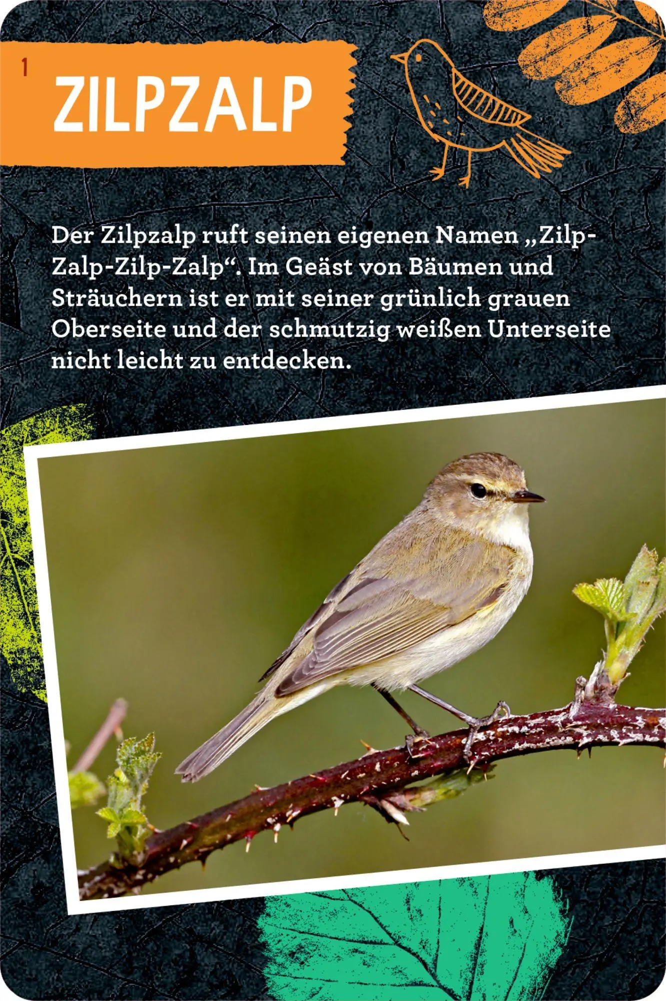 Bild: 9783649640233 | 50 Vögel bestimmen | Holger Haag | Taschenbuch | 104 S. | Deutsch