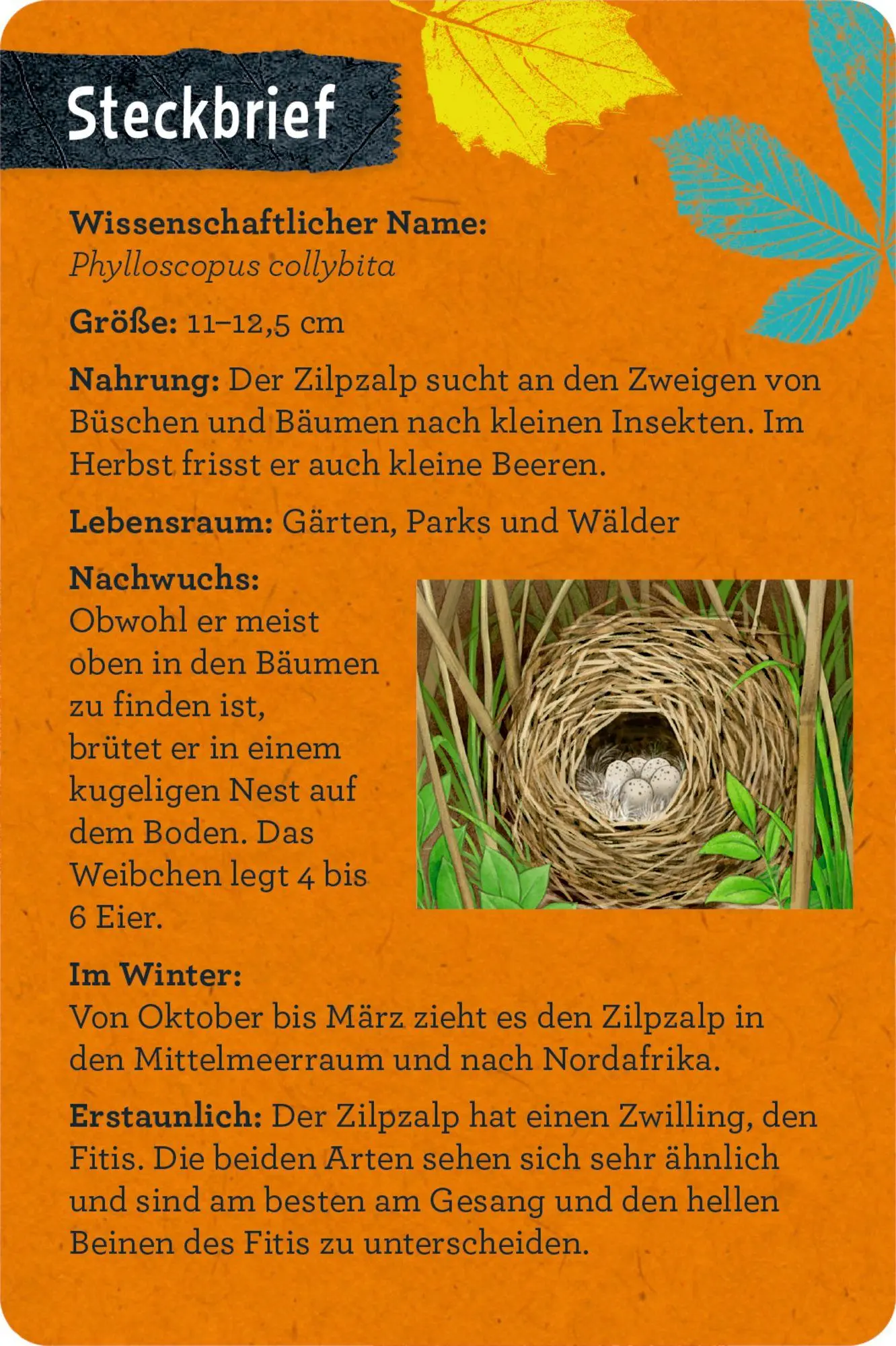 Bild: 9783649640233 | 50 Vögel bestimmen | Holger Haag | Taschenbuch | 104 S. | Deutsch