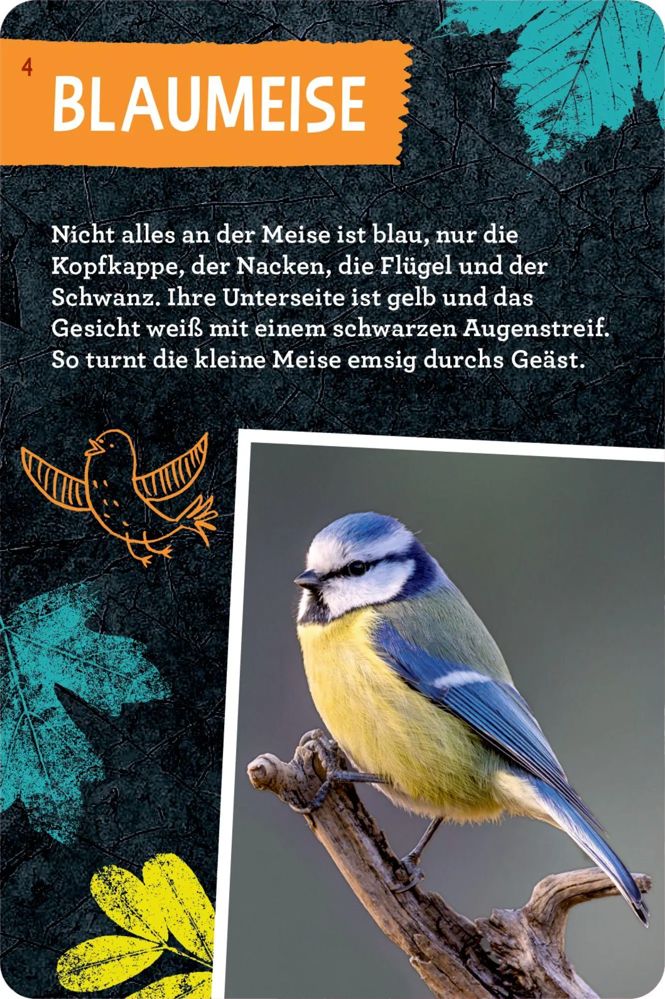 Bild: 9783649640233 | 50 Vögel bestimmen | Holger Haag | Taschenbuch | 104 S. | Deutsch