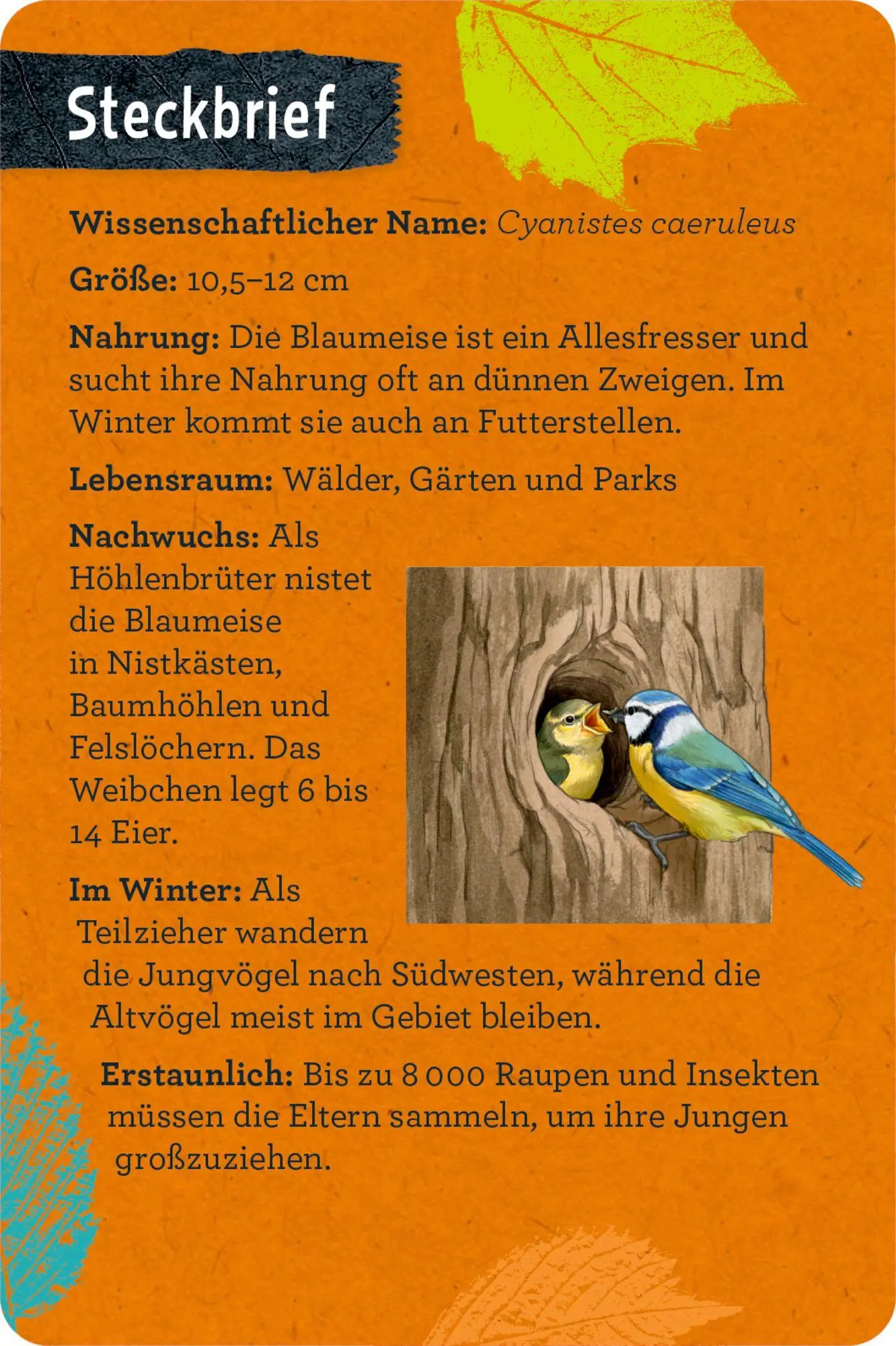 Bild: 9783649640233 | 50 Vögel bestimmen | Holger Haag | Taschenbuch | 104 S. | Deutsch