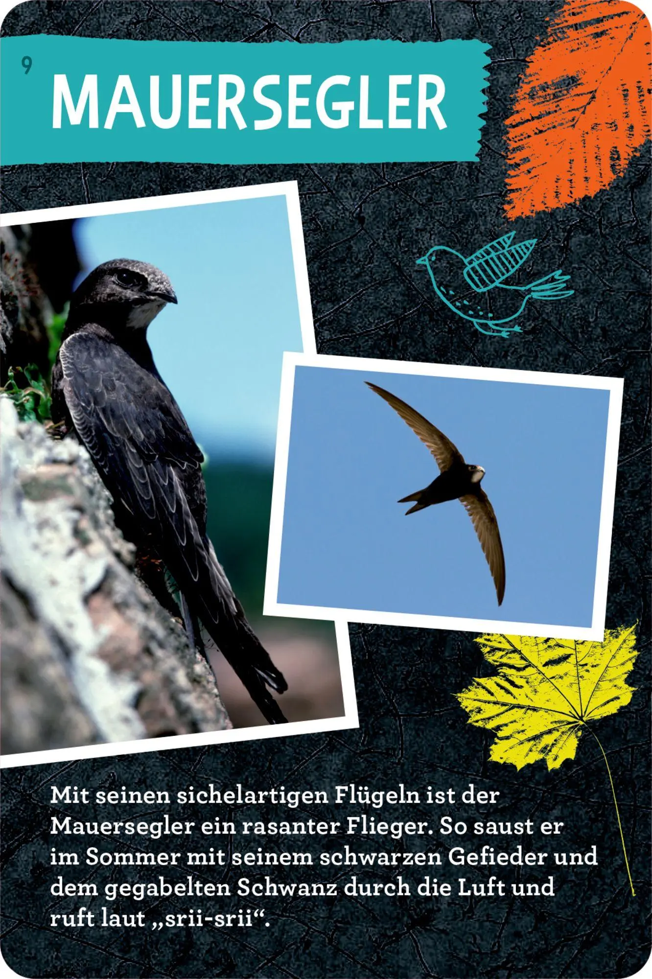 Bild: 9783649640233 | 50 Vögel bestimmen | Holger Haag | Taschenbuch | 104 S. | Deutsch