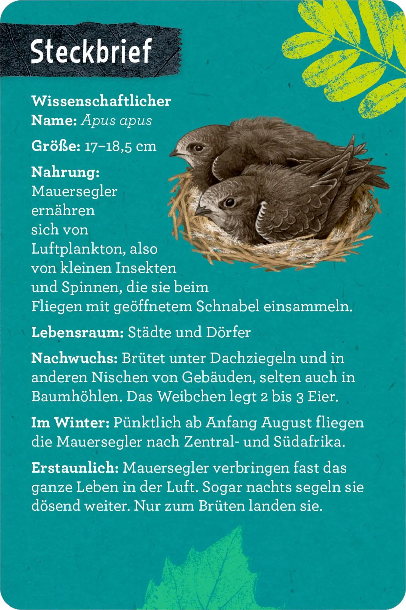 Bild: 9783649640233 | 50 Vögel bestimmen | Holger Haag | Taschenbuch | 104 S. | Deutsch