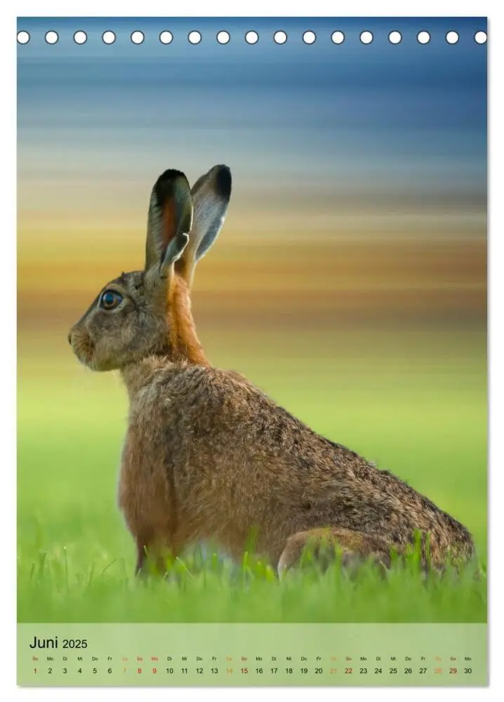 Bild: 9783435930333 | Niedliche Hasen (Tischkalender 2025 DIN A5 hoch), CALVENDO...