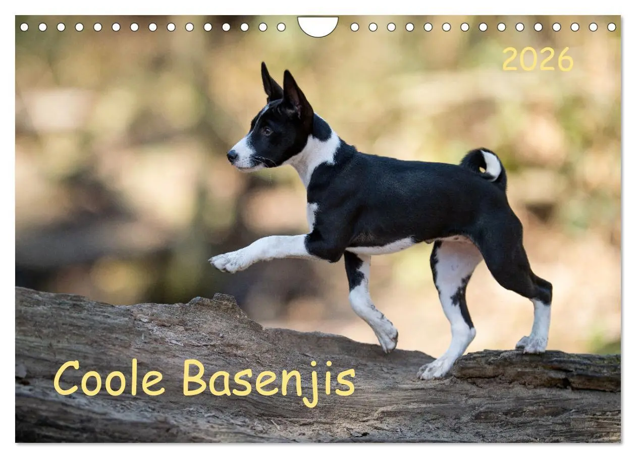 Cover: 9783457620533 | Coole Basenjis (Wandkalender 2026 DIN A4 quer), CALVENDO...
