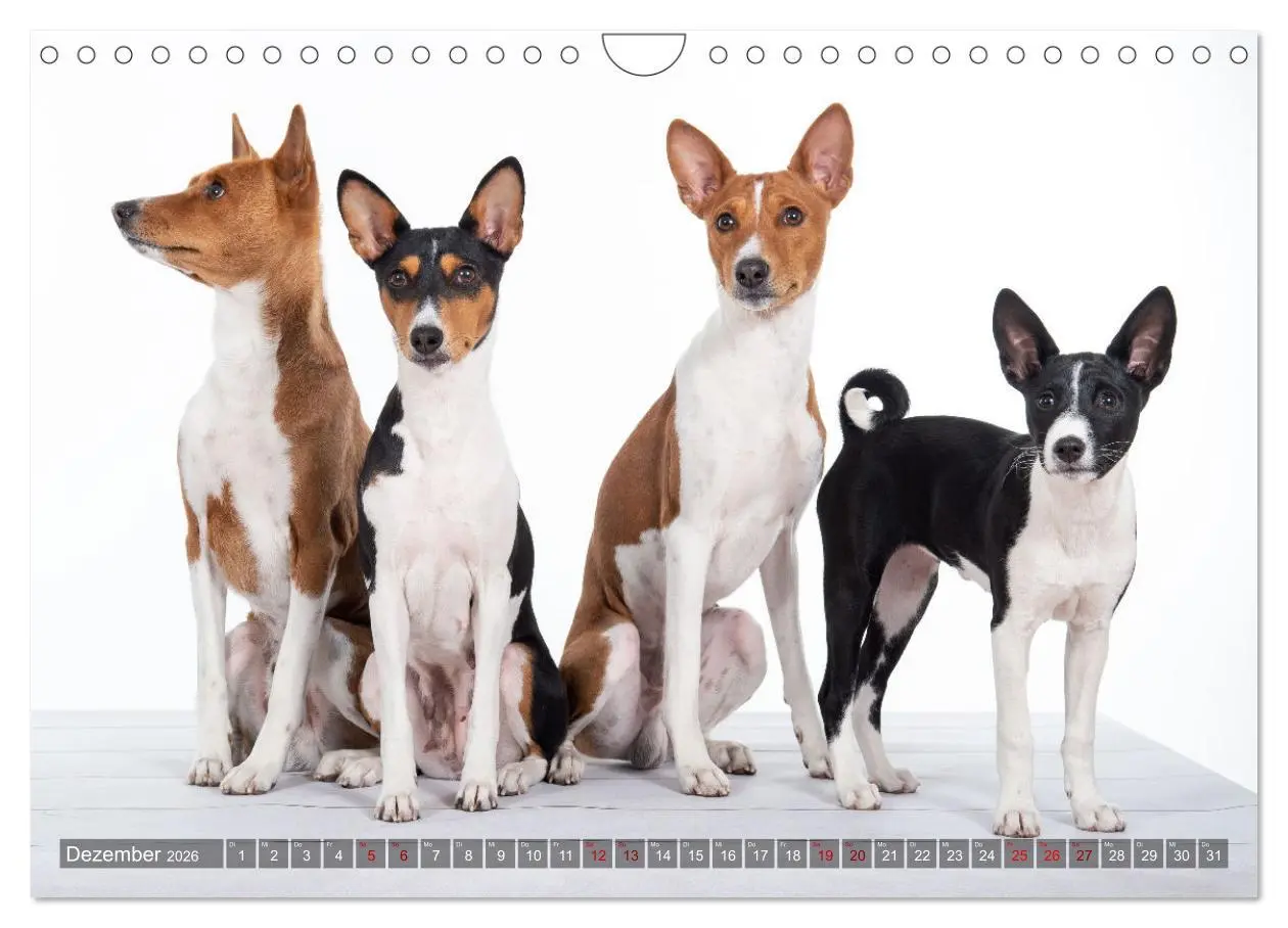 Bild: 9783457620533 | Coole Basenjis (Wandkalender 2026 DIN A4 quer), CALVENDO...