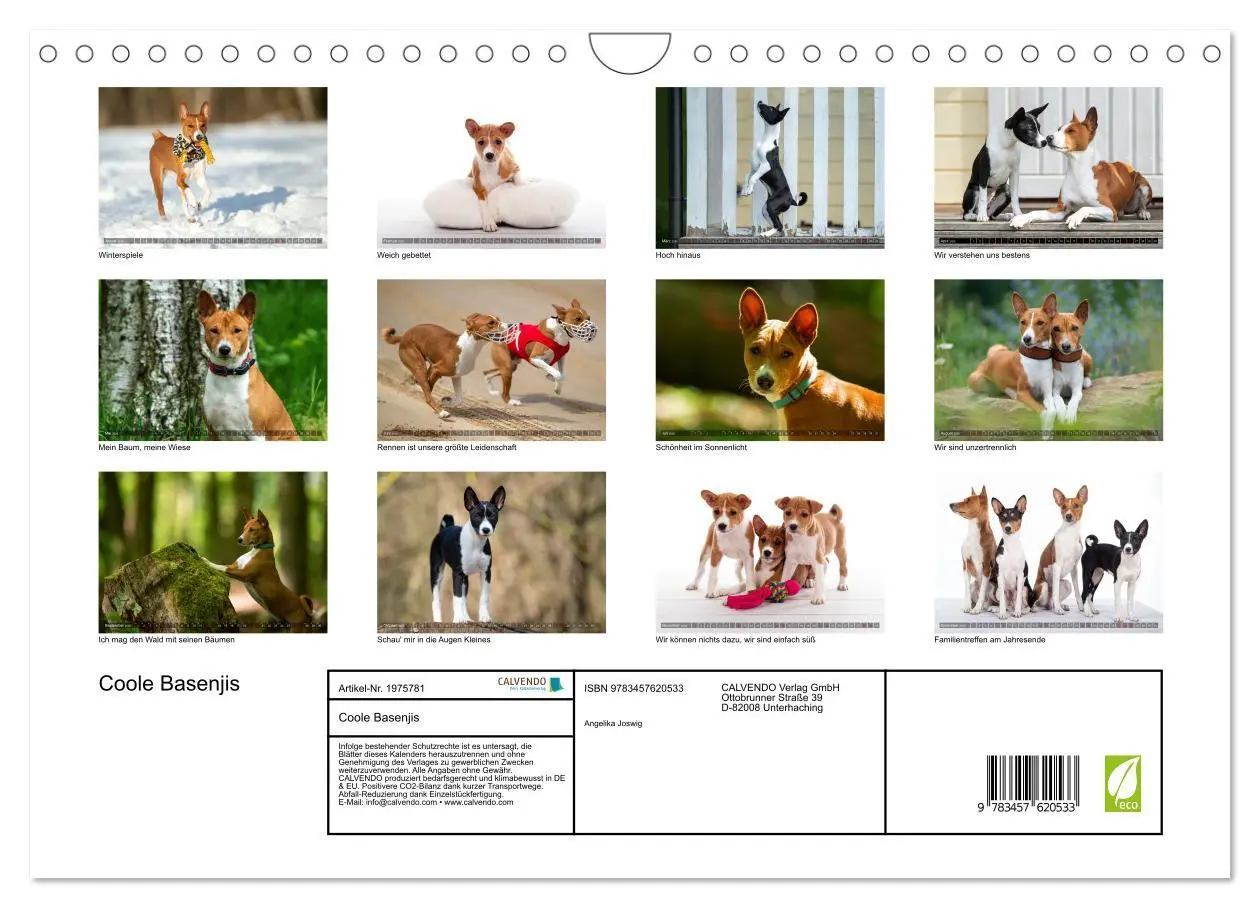 Bild: 9783457620533 | Coole Basenjis (Wandkalender 2026 DIN A4 quer), CALVENDO...