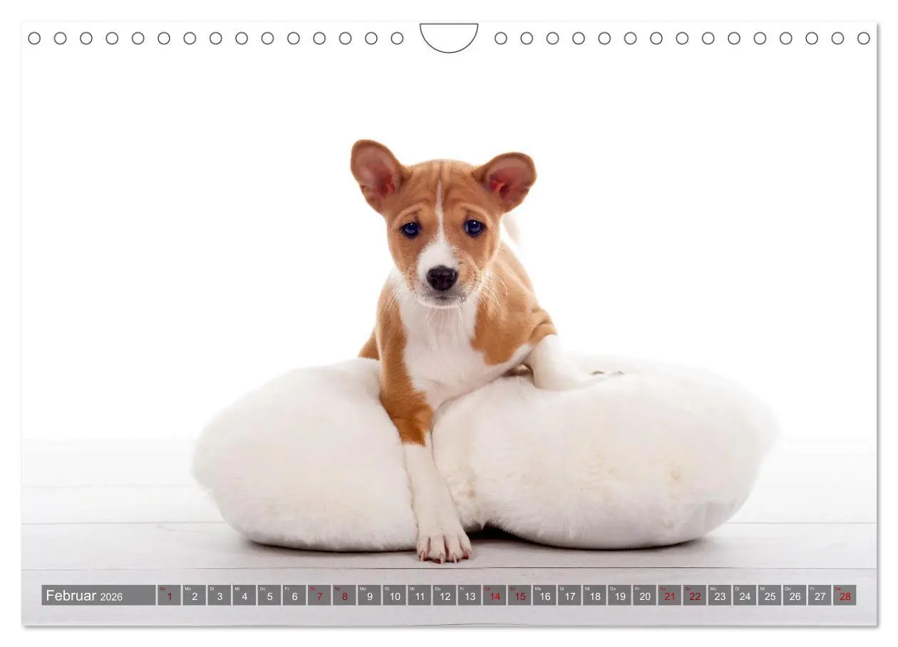 Bild: 9783457620533 | Coole Basenjis (Wandkalender 2026 DIN A4 quer), CALVENDO...