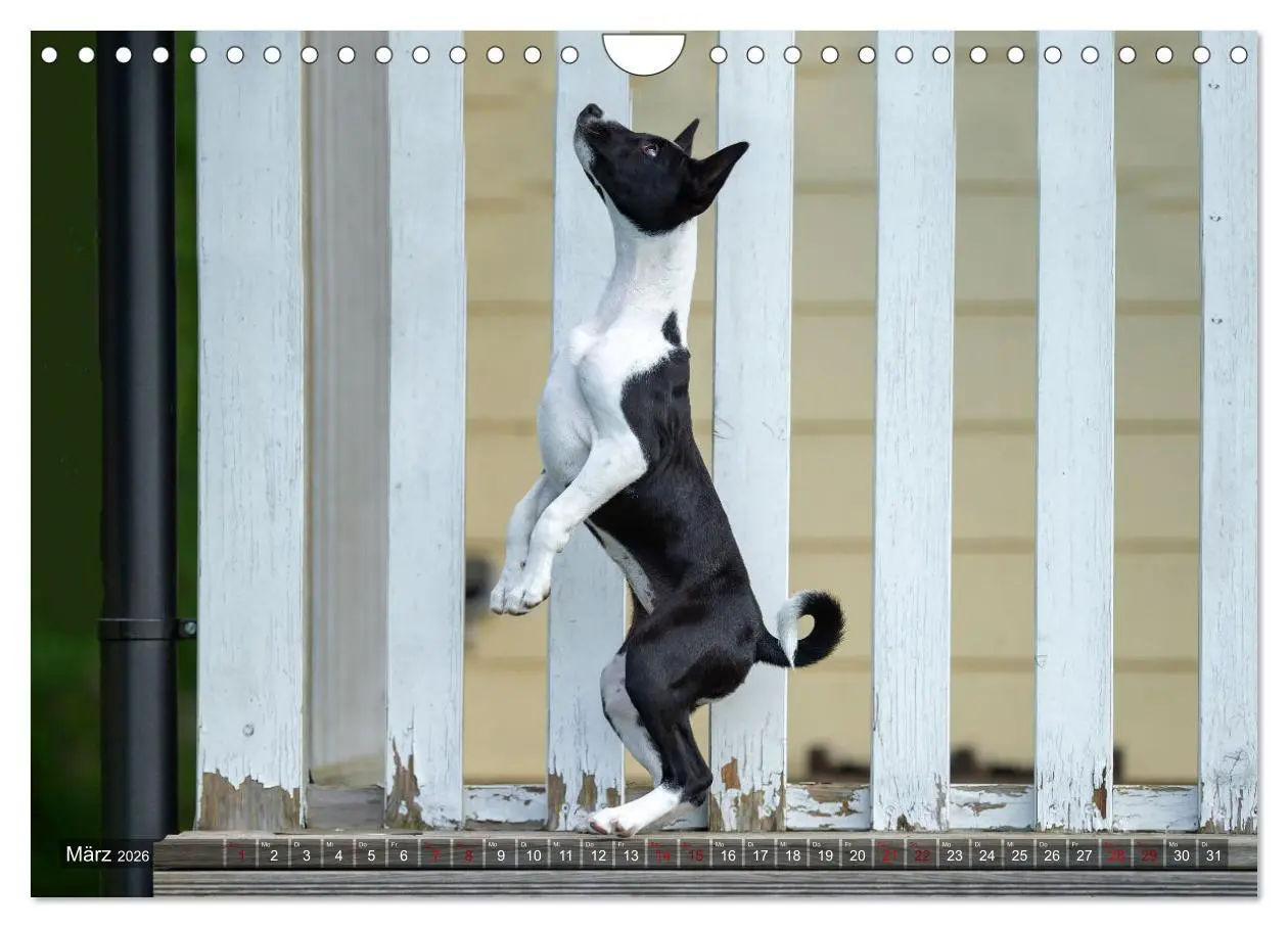 Bild: 9783457620533 | Coole Basenjis (Wandkalender 2026 DIN A4 quer), CALVENDO...
