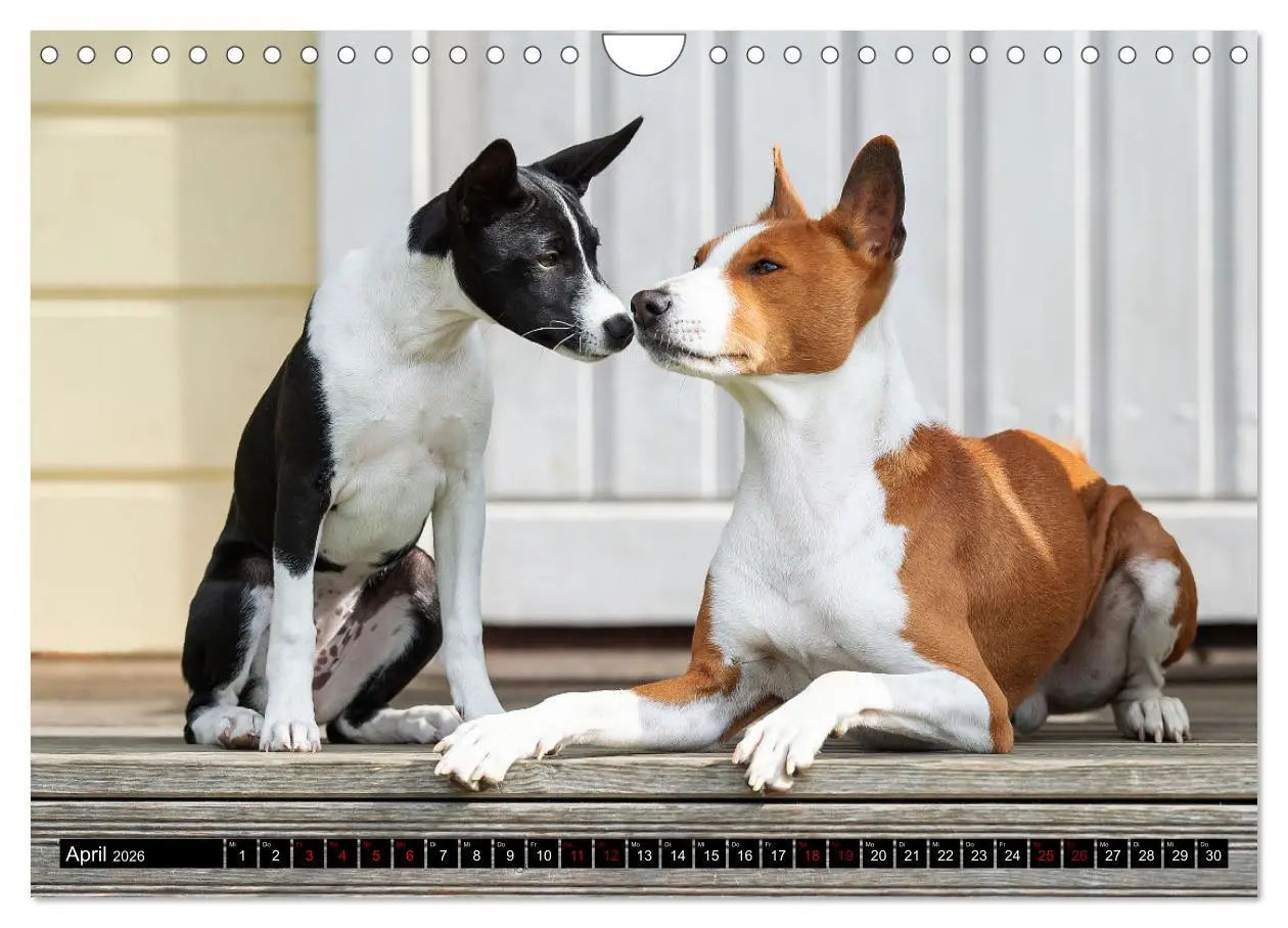 Bild: 9783457620533 | Coole Basenjis (Wandkalender 2026 DIN A4 quer), CALVENDO...