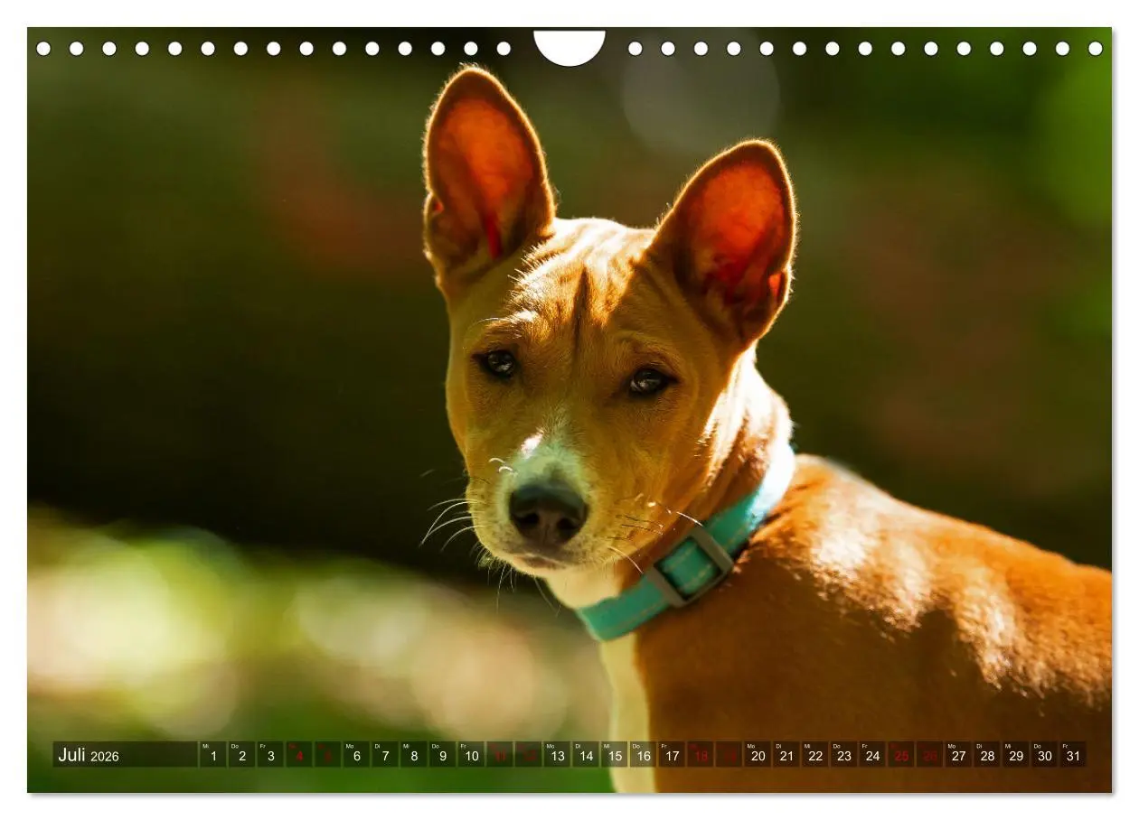 Bild: 9783457620533 | Coole Basenjis (Wandkalender 2026 DIN A4 quer), CALVENDO...