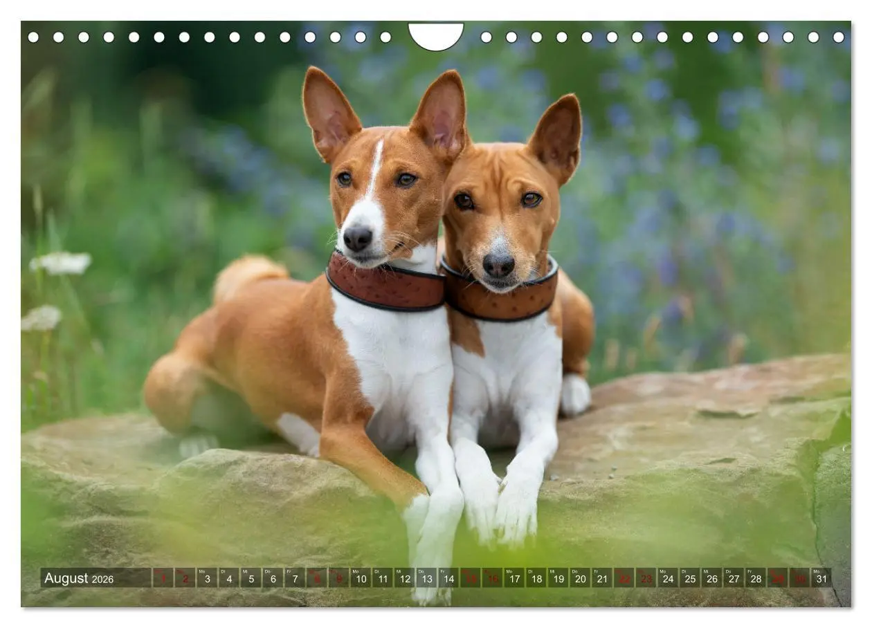 Bild: 9783457620533 | Coole Basenjis (Wandkalender 2026 DIN A4 quer), CALVENDO...