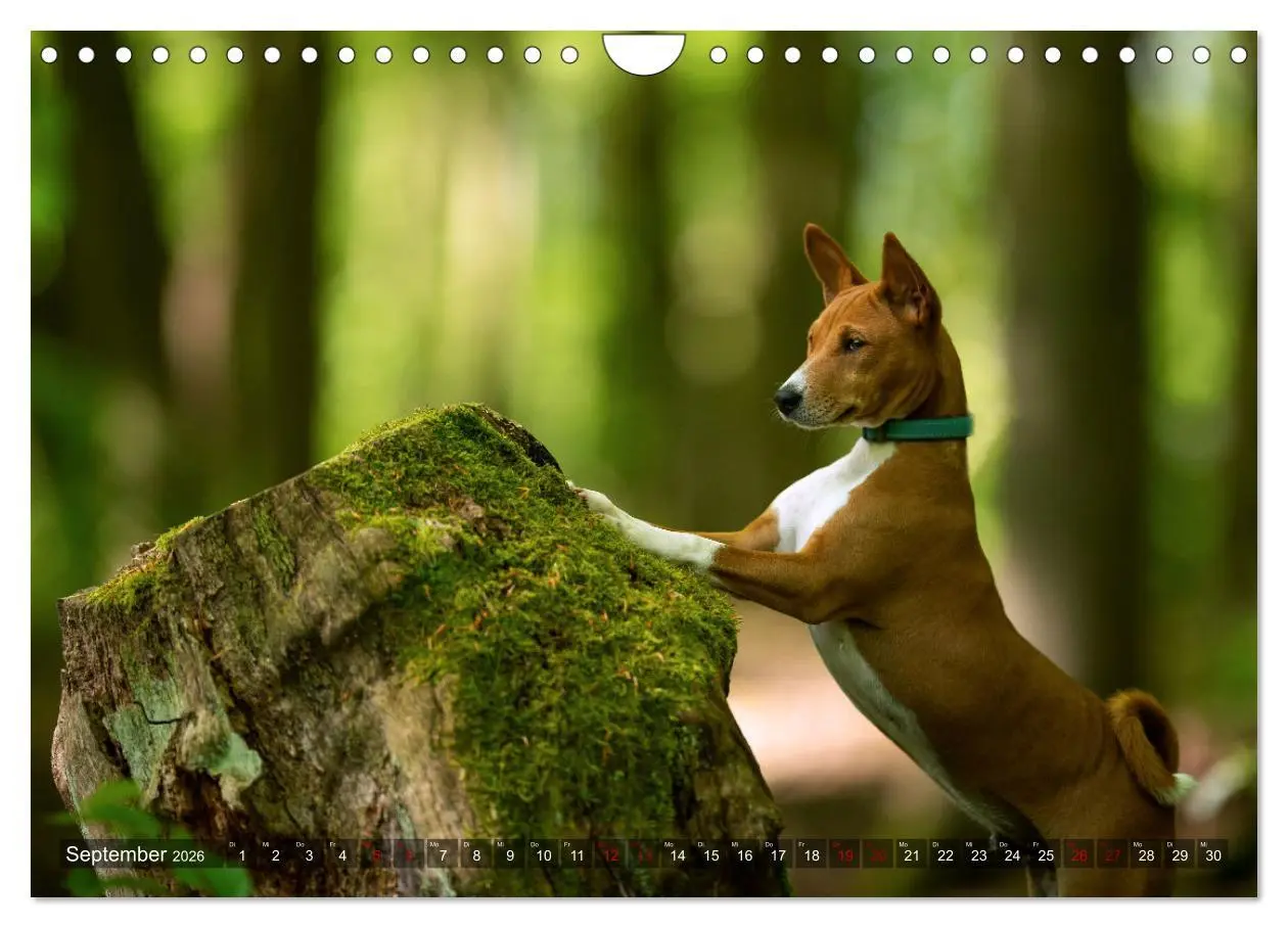 Bild: 9783457620533 | Coole Basenjis (Wandkalender 2026 DIN A4 quer), CALVENDO...