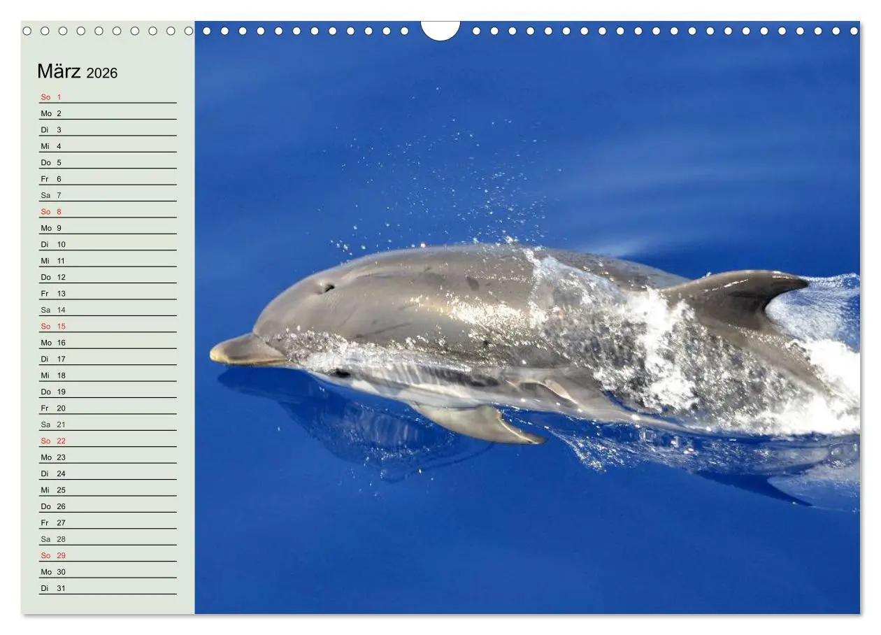 Bild: 9783516010633 | Leben in den Weltmeeren. Delfine, Wale und Haie (Wandkalender 2026...