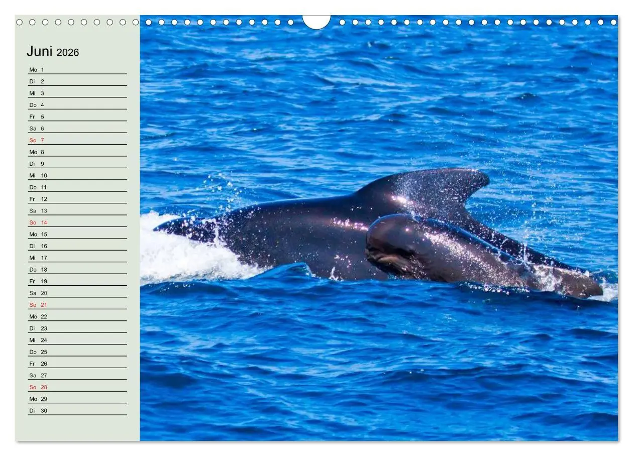 Bild: 9783516010633 | Leben in den Weltmeeren. Delfine, Wale und Haie (Wandkalender 2026...