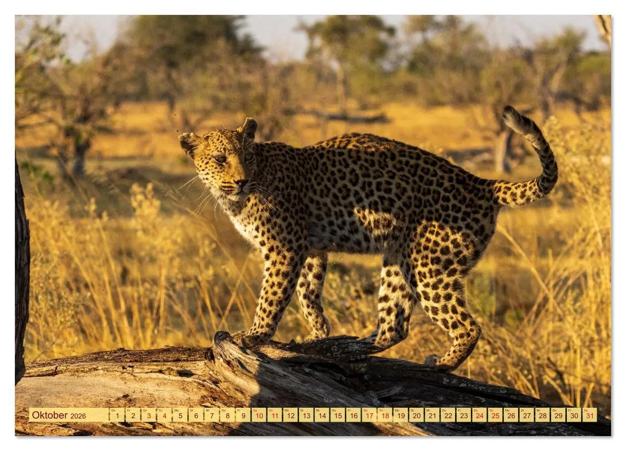 Bild: 9783516630633 | Das Okavango-Delta - Naturwunder im Herzen Afrikas (Wandkalender...