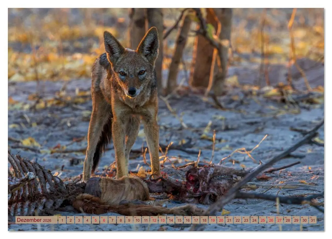 Bild: 9783516630633 | Das Okavango-Delta - Naturwunder im Herzen Afrikas (Wandkalender...