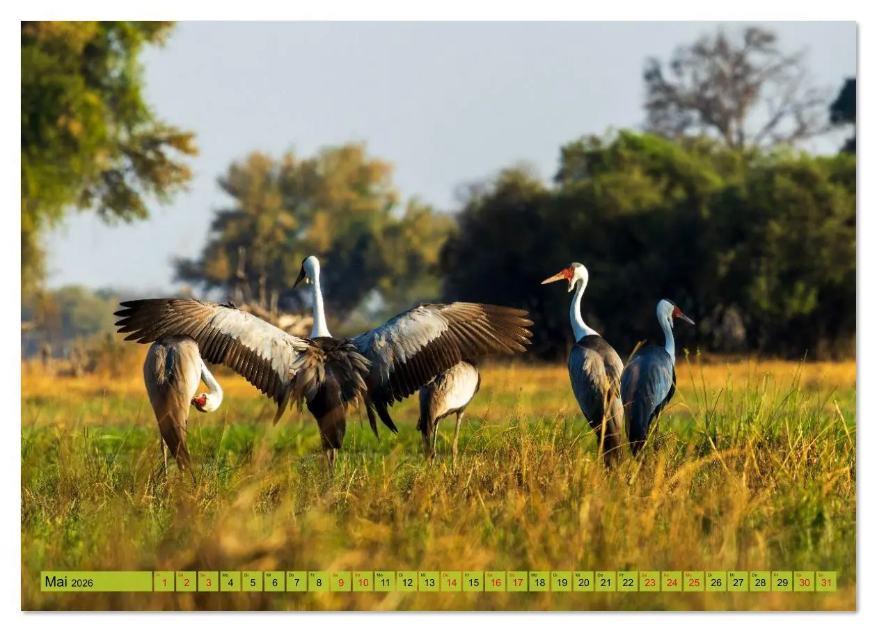 Bild: 9783516630633 | Das Okavango-Delta - Naturwunder im Herzen Afrikas (Wandkalender...