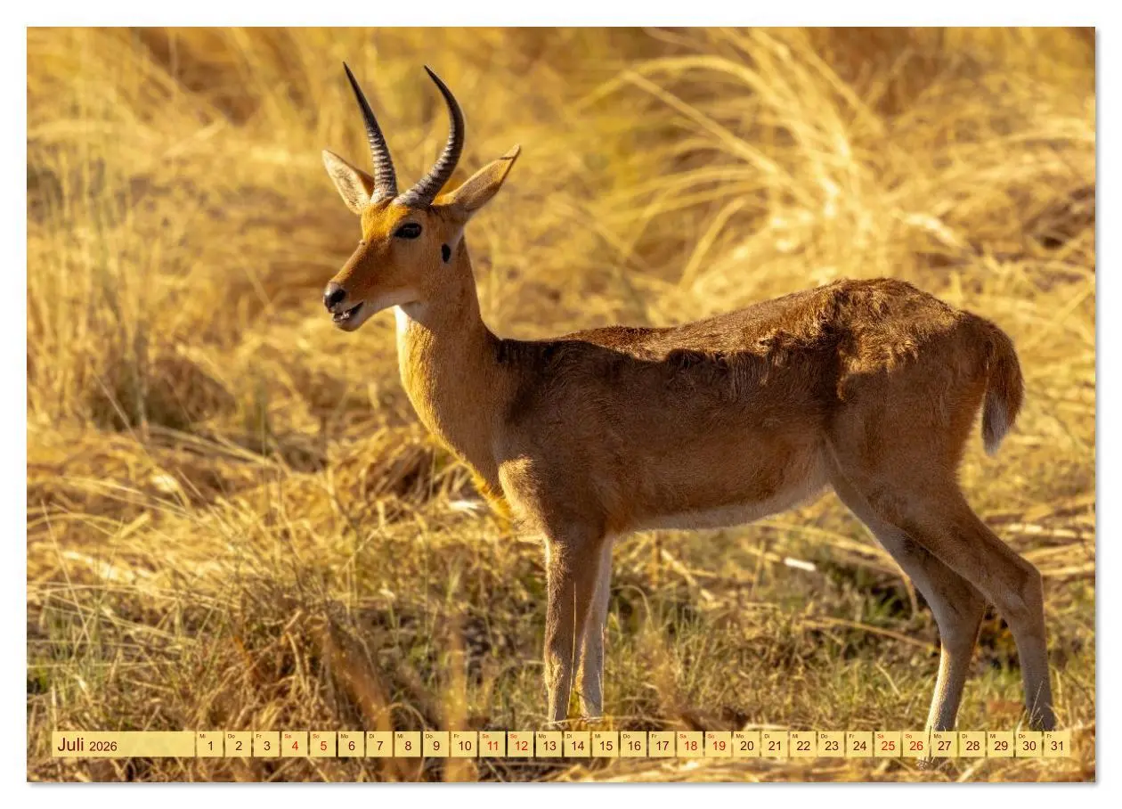 Bild: 9783516630633 | Das Okavango-Delta - Naturwunder im Herzen Afrikas (Wandkalender...
