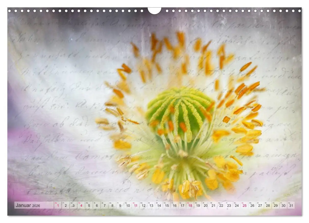 Bild: 9783516160833 | Vintage Nature - Romantische Naturaufnahmen (Wandkalender 2026 DIN...