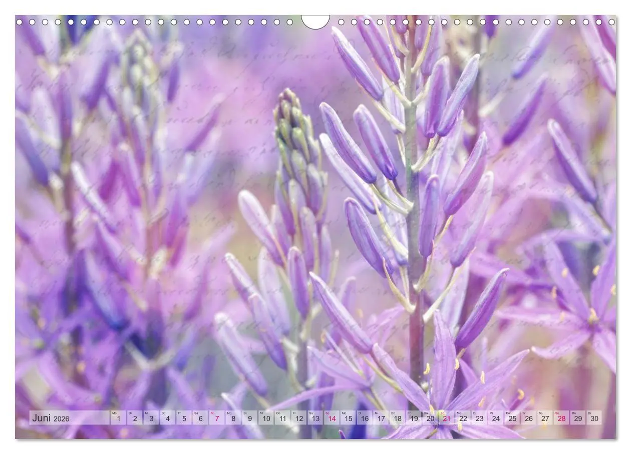Bild: 9783516160833 | Vintage Nature - Romantische Naturaufnahmen (Wandkalender 2026 DIN...