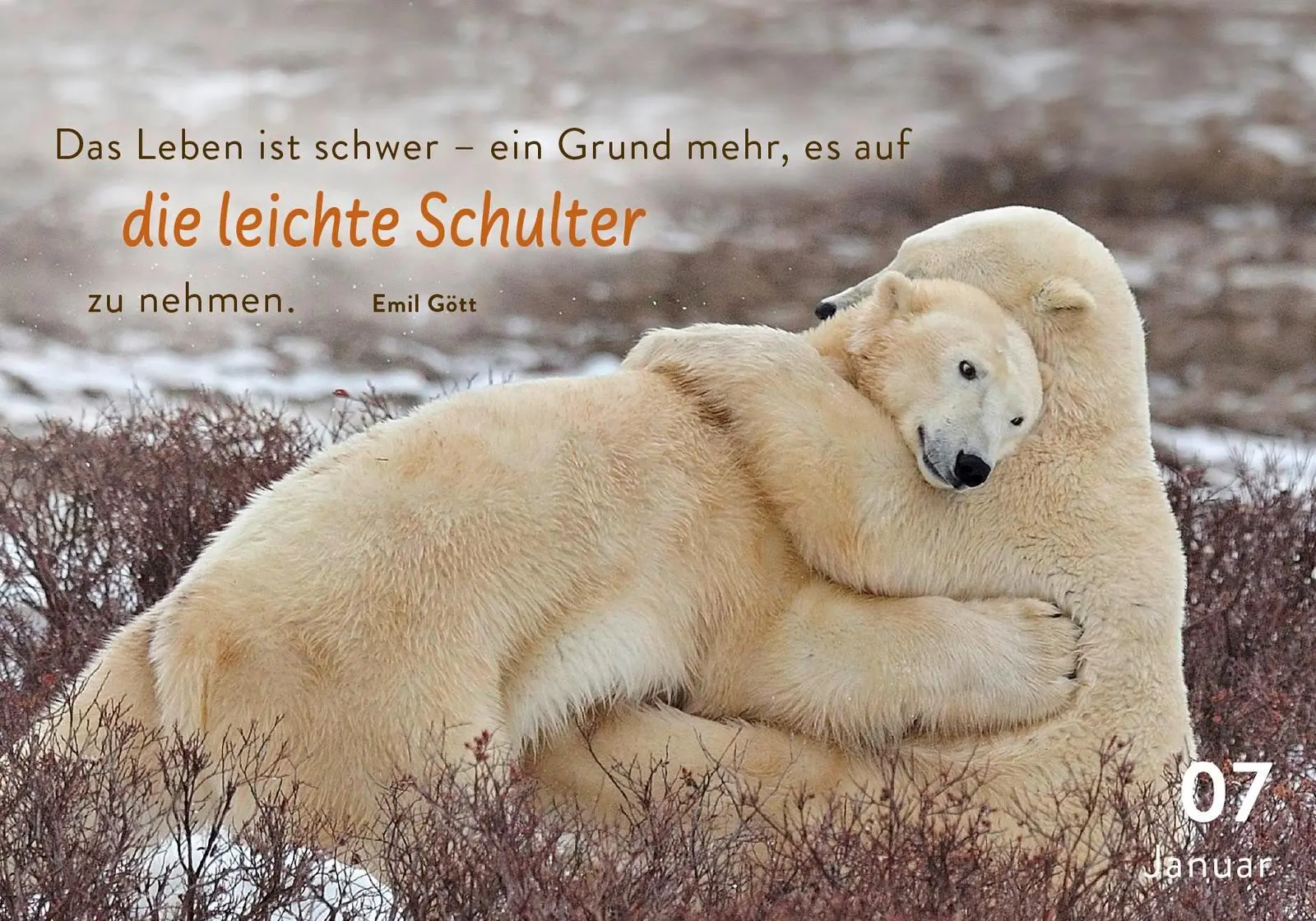 Bild: 9783629010933 | 365 mal tierisch gut drauf! | Pattloch Verlag | Taschenbuch | 384 S.