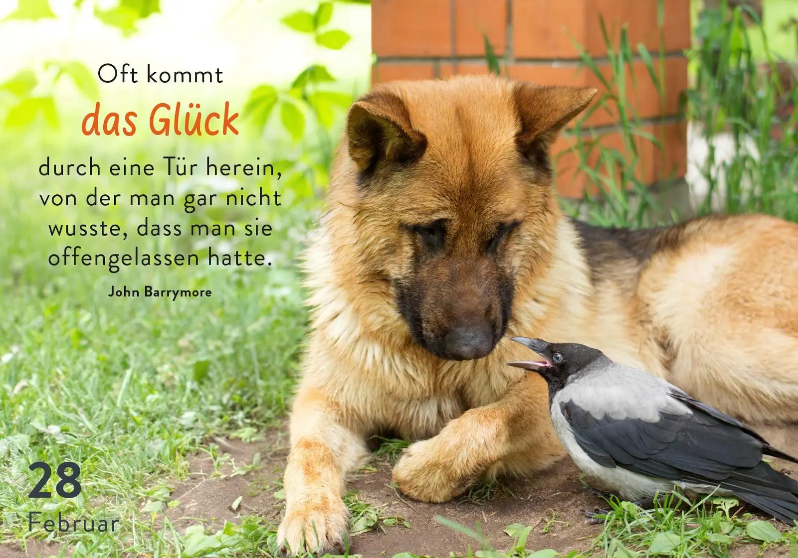 Bild: 9783629010933 | 365 mal tierisch gut drauf! | Pattloch Verlag | Taschenbuch | 384 S.